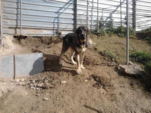 Vendo mastín español con pedigree.