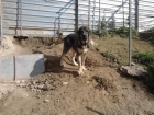 Vendo mastín español con pedigree. - mejor precio | unprecio.es