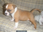 american stanford terrier calidad - mejor precio | unprecio.es