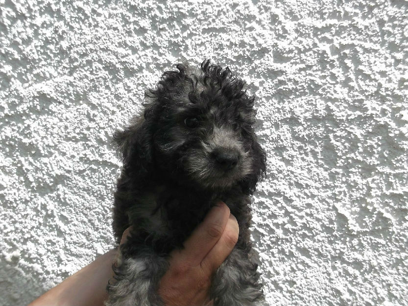 cachorros caniche enano con pedigree