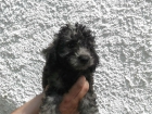 cachorros caniche enano con pedigree - mejor precio | unprecio.es