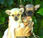 CACHORROS DE CHIHUAHUA 590 - mejor precio | unprecio.es