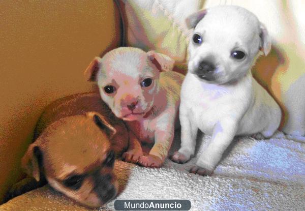 Chihuahuas con reconocimiento de raza y estirpe de campeones
