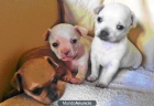 Chihuahuas con reconocimiento de raza y estirpe de campeones - mejor precio | unprecio.es