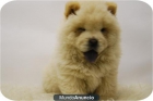 chow chow , listos para vender, cachorros de criadero - mejor precio | unprecio.es