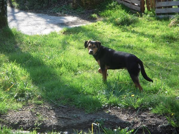 DAR EN ADPCION A UN PERRO ASTURIAS