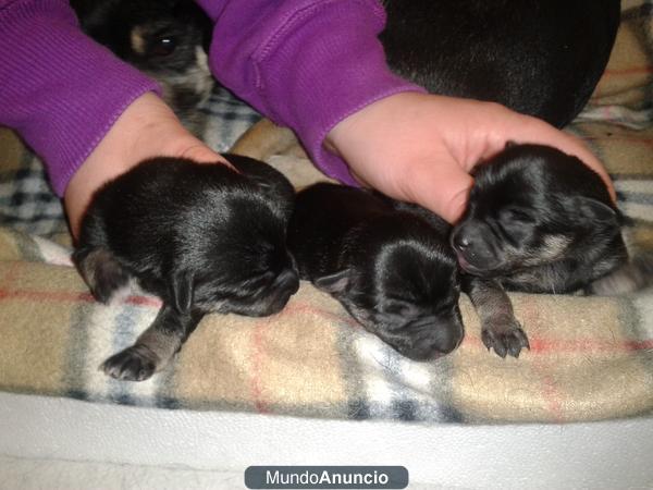 DISPONIBLES DOS CACHORRITOS DE CHIHUAHUA