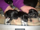 DISPONIBLES DOS CACHORRITOS DE CHIHUAHUA - mejor precio | unprecio.es