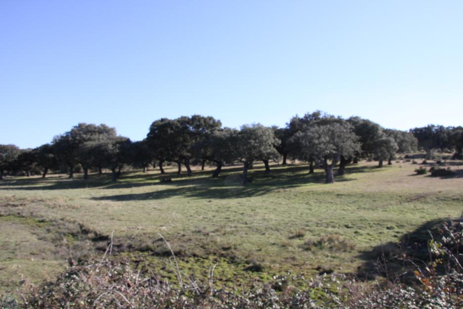 Finca ganadera 312 has en salamanca  cerca de ledesma