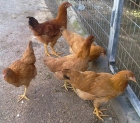 Gallinas y gallos mos 5€/unidad - mejor precio | unprecio.es