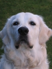 GOLDEN RETRIEVER - mejor precio | unprecio.es