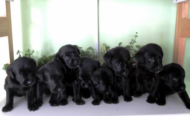 Preciosa Camda de labrador retriever negros a 180€