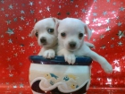 PRECIOSOS CACHORROS DE CHIHUAHUA - mejor precio | unprecio.es