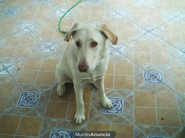 Regalo cachorro 11meses mestizo de labrador