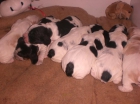 Vendo cachorritos coker - mejor precio | unprecio.es