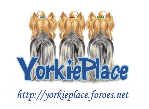 Yorkshire Terriers amigos de los yorkies