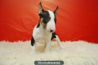 BULL TERRIER MINI, ALTA CALIDAD, CACHORROS CON DOS MESES - mejor precio | unprecio.es