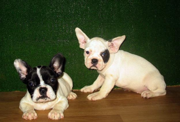 BULLDOG FRANCES, 390€