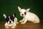 BULLDOG FRANCES, 390€ - mejor precio | unprecio.es