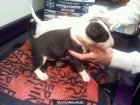 Bullterrier Nacionales Excelentes negros y Blancos Buen Pedigre - mejor precio | unprecio.es