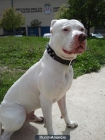 CACHORROS DE PITBULL - mejor precio | unprecio.es