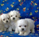 camadas de bichon maltes - mejor precio | unprecio.es