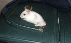 hamster ruso - mejor precio | unprecio.es