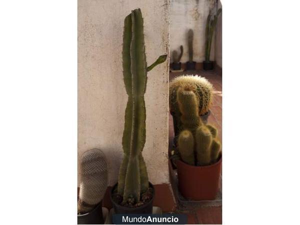 LOTE 100 CACTUS