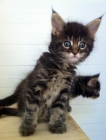 Maine coon pedigree regalo transportin - mejor precio | unprecio.es