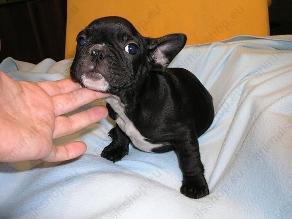 Oferta especial camada de Bulldog frances