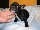 Oferta especial camada de Bulldog frances - mejor precio | unprecio.es