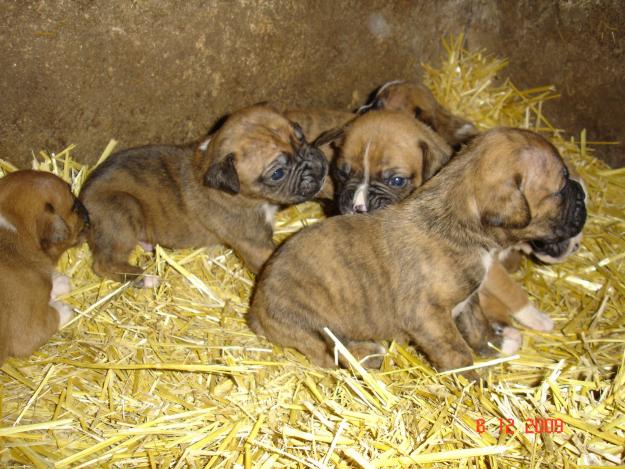 VENDO CACHORROS BOXER