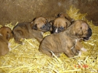 VENDO CACHORROS BOXER - mejor precio | unprecio.es