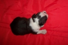 BOSTON TERRIER CACHORRO - mejor precio | unprecio.es