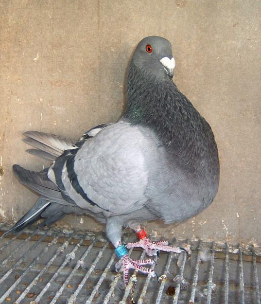 Buchones Jiennenses