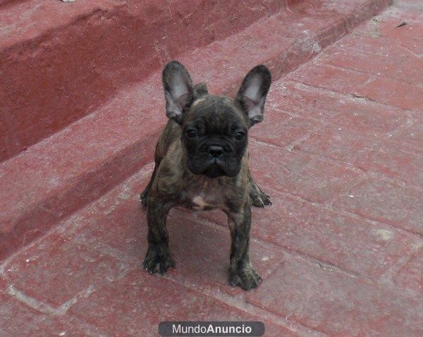 cachorro macho bulldog frances linea de belleza