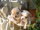 CACHORROS DE CHIHUAHUA  900 - mejor precio | unprecio.es