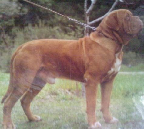 CACHORROS DE DOGO DE BURDEOS