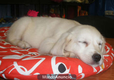 Cachorros de Golden, pura raza y económicos  Guipúzcoa  País Vasco