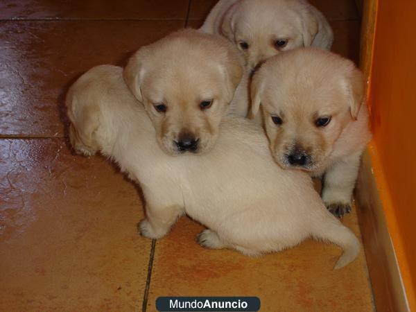 cachorros de labrador