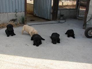 Cachorros de Labrador