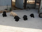 Cachorros de Labrador - mejor precio | unprecio.es