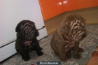 Camada de shar peis.Con pedegre. - mejor precio | unprecio.es