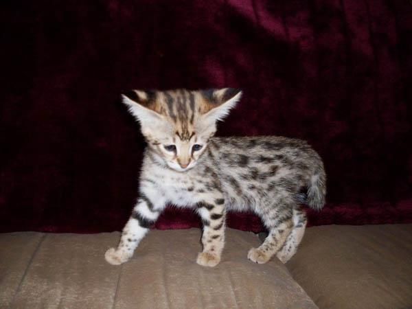 gatito Savannah hembra (12 semanas)