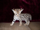 gatito Savannah hembra (12 semanas) - mejor precio | unprecio.es