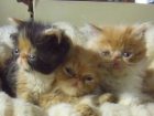 gatitos persa en barcelona ciudad 299 - mejor precio | unprecio.es