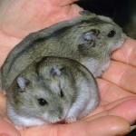 hamster ruso