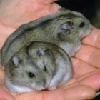 hamster ruso - mejor precio | unprecio.es