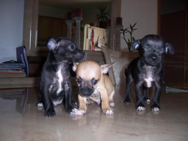 Nuestro perrito de Chihuahua poco de asilo