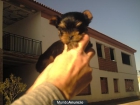 Preciosos cachorritos de Yorkshire - mejor precio | unprecio.es